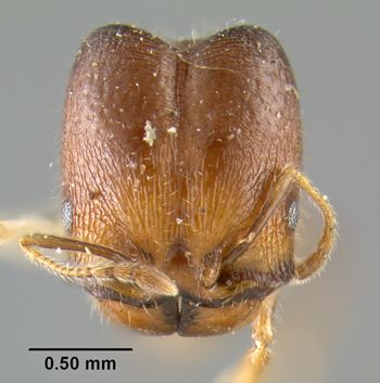 Media type: image;   Entomology 20733 Aspect: head frontal view